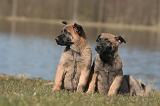 MALINOIS 1015